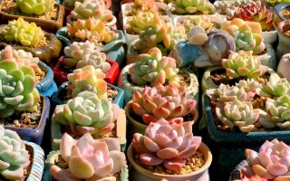 冬天哪些多肉需要搬进室内？