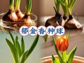 郁金香水培种球怎么养才开花？