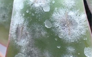 多肉叶子长白点是咋回事？