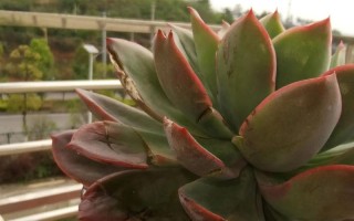 多肉剪后伤口怎么处理防烂根？