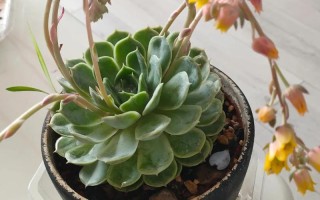 浪漫多肉开花时有多惊艳？