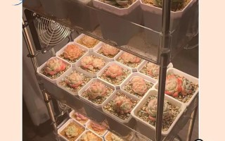 多肉土加麦饭石到底有啥用？