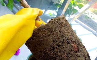 浇水过多盆栽，必须换土吗？