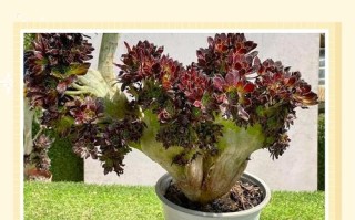 盆栽黑法师怎么养才爆盆？