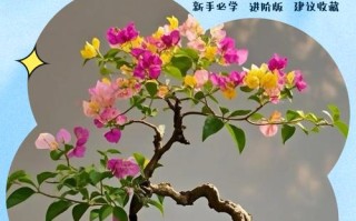 梅花盆栽怎么浇水才合适？