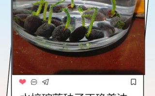 碗莲水培不用土能活吗？