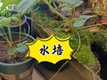水培草莓效果究竟如何？