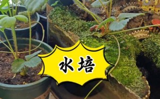 水培草莓效果究竟如何？