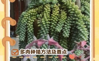 多肉种后多久能浇水？