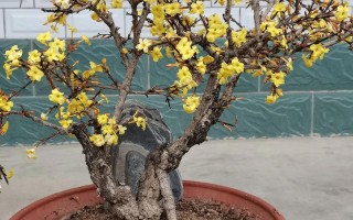 迎春盆栽选什么颜色最出彩？