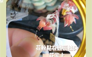 多肉杂交开花授粉步骤有哪些？