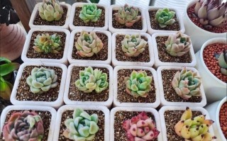 麦饭石花盆养多肉真有这些缺点吗？