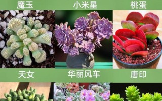 经典多肉名字有哪些？