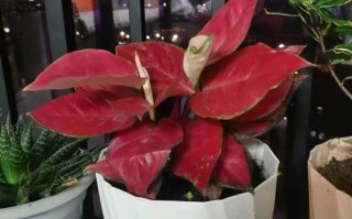 细长花盆开红花，是什么植物？