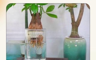 水培发财树怎么施肥才合适？