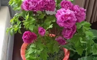 盆栽牡丹和地栽，哪个更好？