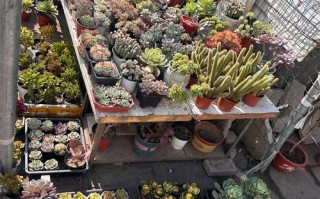 合肥哪里有卖多肉植物