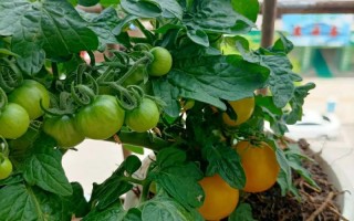 春天花果蔬菜盆栽，如何拍出惊艳效果？