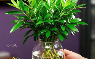 卧室水培植物选哪种更合适？