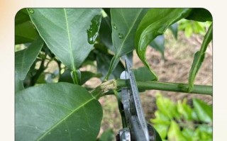 桔子树盆栽冬天修剪要剪哪些枝？