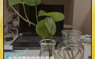 水培植物内盆需要换土吗？