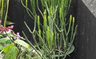 多肉光棍树太阳晒多会伤吗？