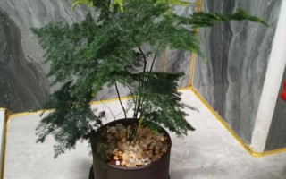 小孩养盆栽有哪些注意事项？