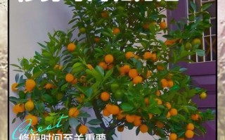 盆栽小金桔何时摘最合适？