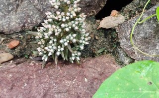 家里野生多肉有哪些品种？