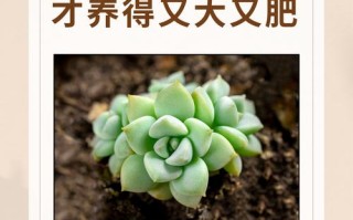 冬季多肉花卉施肥要注意什么？