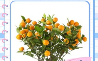 金桔树盆栽冬天怎么养护？