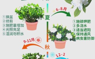 水培桅子花怎样转土栽