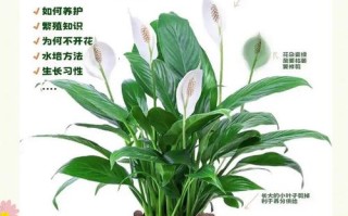 水培白掌怎么养？关键技巧有哪些？