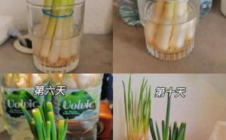 水培大蒜苗长得慢咋办？