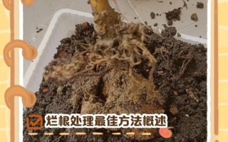 水培花后怎么防止烂根
