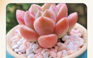 多肉到底要不要晒太阳？