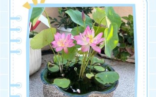 盆栽荷花叶子发黑有黑点咋办？