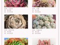 多肉植物图谱名称大全有哪些？