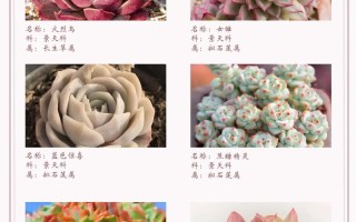 多肉植物图谱名称大全有哪些？