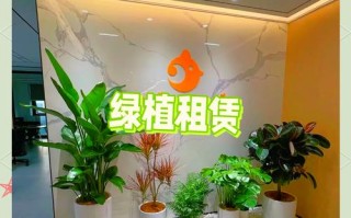 东区水培绿植租赁，为何选？