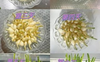 卧室水培大蒜如何做出美味？