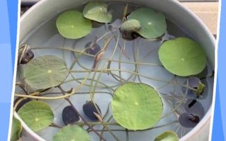 碗莲水培不加土可以吗