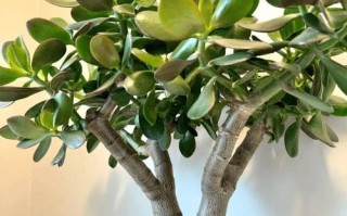 冬季耐寒好养盆栽有哪些？