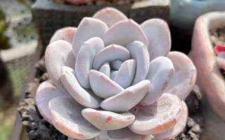 天山雪莲多肉图片大全