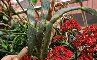 光棍树多肉到底需不需要光照？