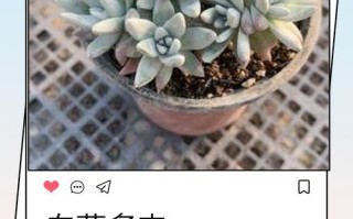 夏天适合入手白菊多肉吗？