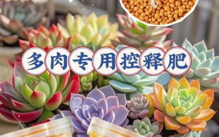 多肉植物适合用哪种肥料？