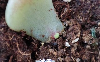 多肉叶片怎么繁殖？