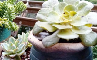 多肉剃头是什么意思？