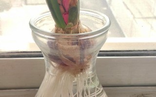 水培风信子晒太阳要注意什么？